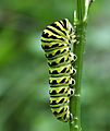 Black Swallowtail Papilio polyxenes Closeup
