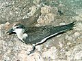 Bridled tern