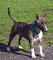 Bullterrier standing in garden