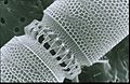 CSIRO ScienceImage 7233 diatom