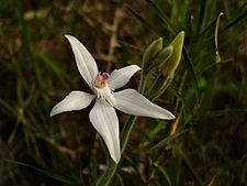 Caladenia latifolia (white variant)
