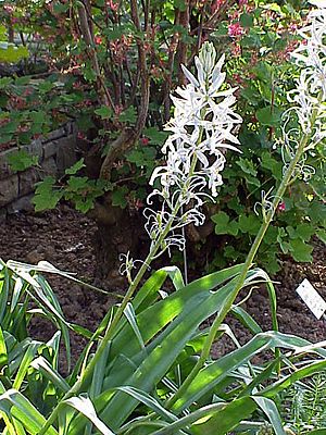 Camassia cucickii W-North America0