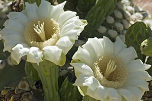 Carnegiea gigantea (Saguaro cactus) blossoms