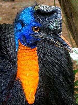 Casuarius unappendiculatus -Northern Cassowary -oblique front
