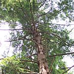 An Eastern Hemlock tree, looking up at the trunk and branches from the ground.