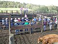 Cattle sale