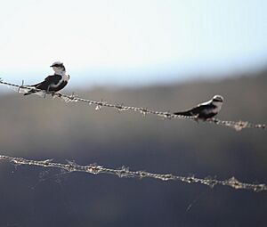 Cheramoeca leucosterna ASWSP pair - Christopher Watson