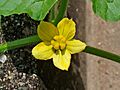 Citrullus colocynthis 002