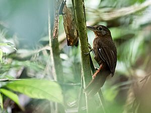 Clibanornis rubiginosus - Ruddy Foliage-gleaner.jpg