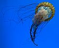 Cnidaria in National Aquarium Baltimore 4