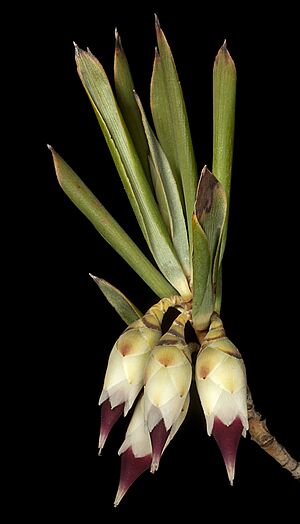 Conostephium pendulum - Flickr - Kevin Thiele