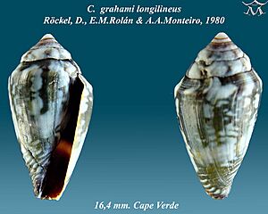 Conus grahami longilineus 2