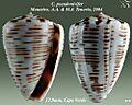 Conus pseudonivifer 6