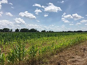 Corn field in Cayce, Richland County, SC