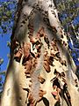 Corymbia citriodora - shedding bark 1