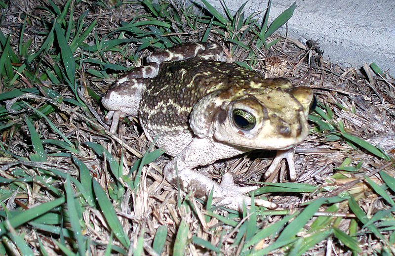 Cuban toad at Guantanamo