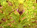Dalea foliosa-inflorescence