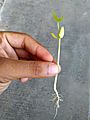 Dicotyledon plant-let showing roots