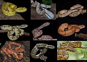 Different morphs of Malabar pit viper.jpg