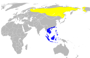 Distribution map for Phylloscopus borealis (pacific centered).svg