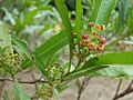 Dodonea viscosa flowers1