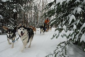 Dogsledding at Haliburton Forest