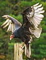 Eastern Turkey Vulture (Canada)