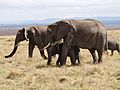 Elephants in masai mara
