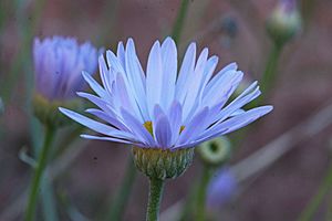 Erigeron utahensis1.jpg