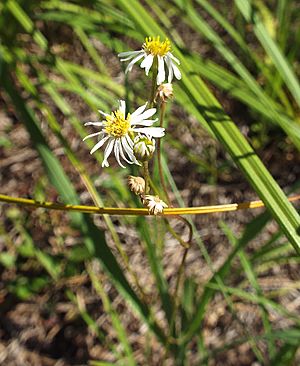 Erigeron vernus.jpg