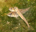 Etheostoma exile - Iowa Darter