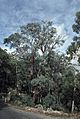 Eucalyptus chapmaniana Mt Buffalo