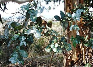 Eucalyptus cordata, juvenile leaves