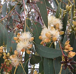 Eucalyptus prava buds.jpg