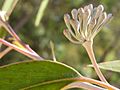 Eucalyptus stenostoma buds & leaf