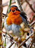 European Robin singing.