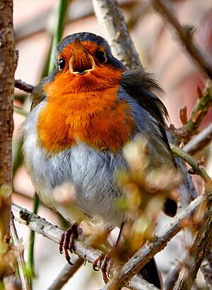 European Robin singing