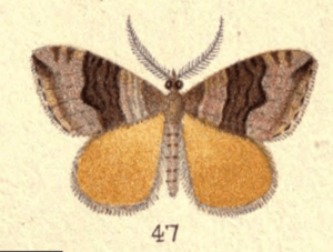 Fig. 47 Plate VII New Zealand Moths and Butterflies (1898).png