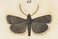 Fig 15 MA I437909 TePapa Plate-XLVIII-The-butterflies full (cropped)