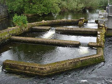 Fish-ladder-River-Fergus-Ennis