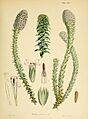 Flora Antarctica Nafsauvia serpens