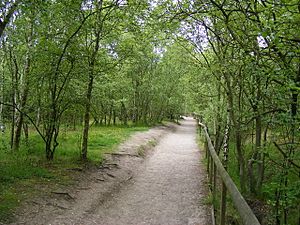 Footpath in Shorne Woods Country Park - geograph.org.uk - 1364604.jpg
