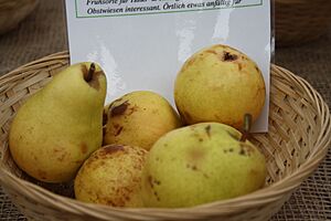 Frühe von Trevoux