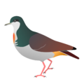 Gallicolumba menagei