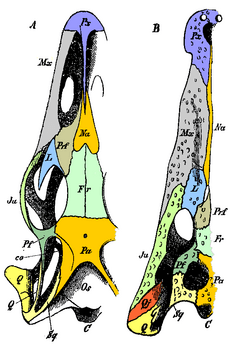 Gegenbaur 1870 skull homology color