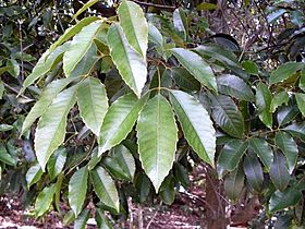 Geissois benthamiana foliage