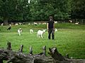 Goats and humans
