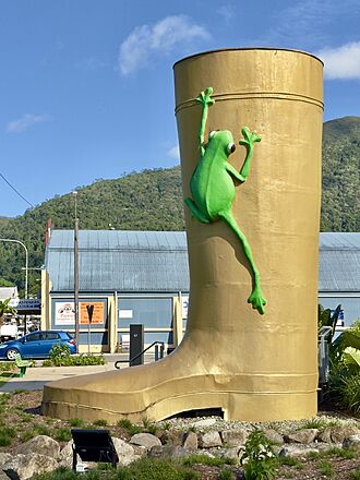 Golden Gumboot, Tully, Queensland, 2025, 09.jpg
