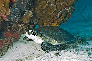 Green Sea Turtle Biscayne