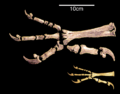 Harpagornis claw vs eagle